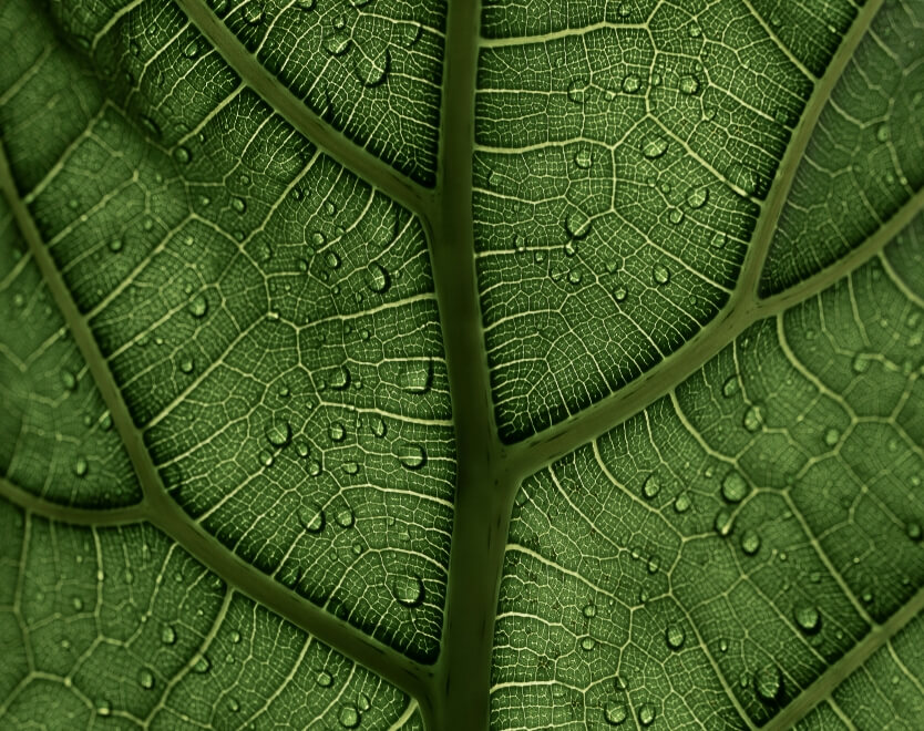 detail of leaf with water droplets