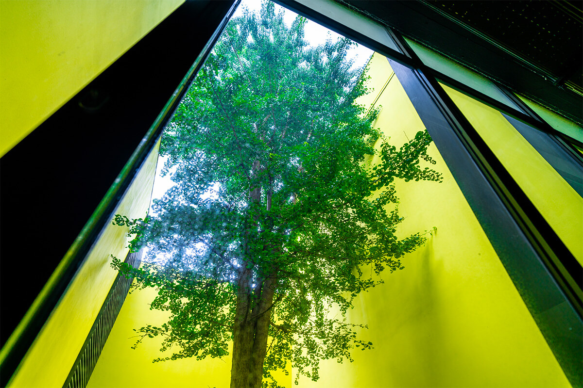 Pre-existing tree (Ginkgo biloba) around which an internal courtyard develops at the ALCEA Senago facility