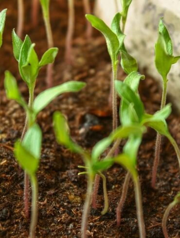Germogli nel terreno, simbolo di crescita sostenibile.