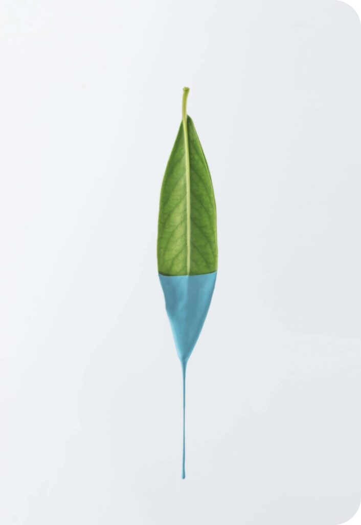 Foglia verde verniciata d'azzurro, simbolo di etichettatura ecologica.