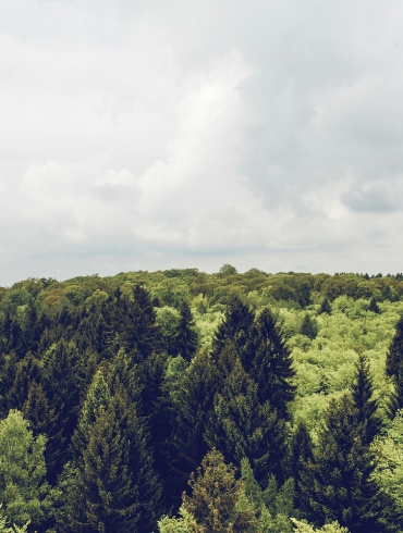 Distesa di alberi verdi, simbolo di innovazione ambientale